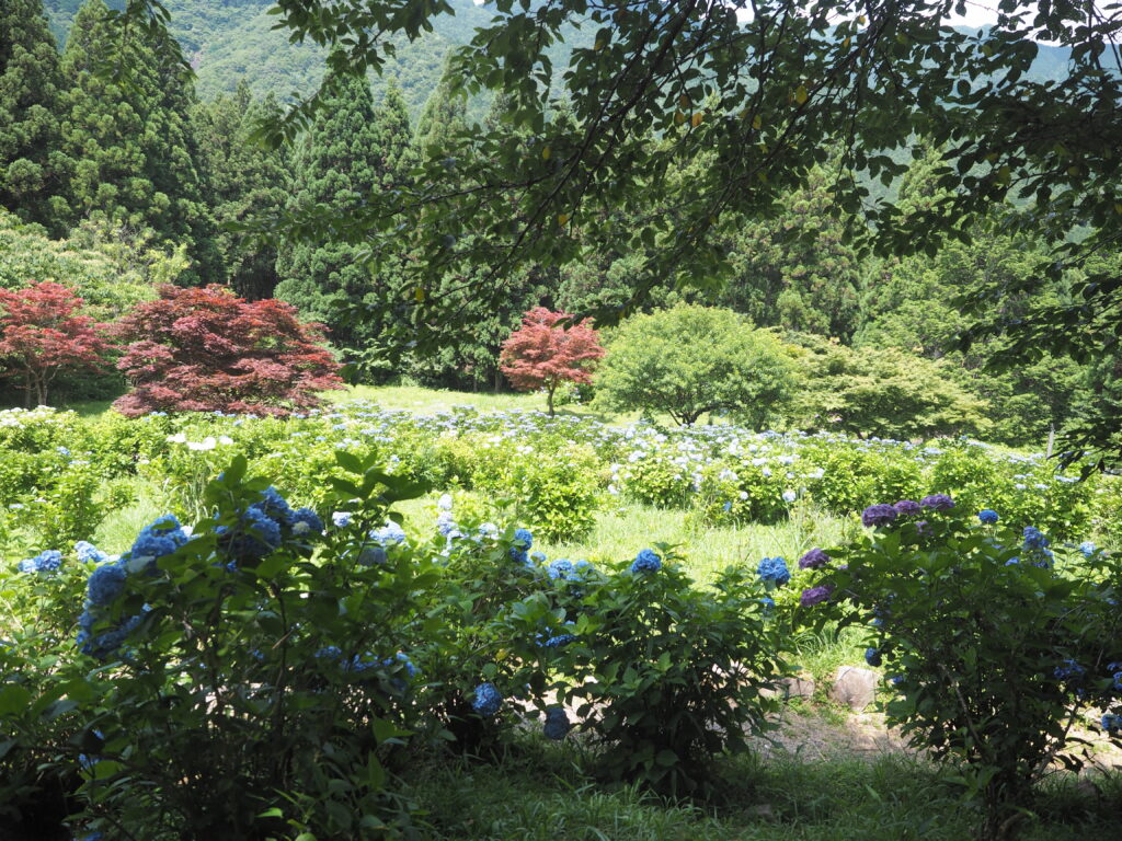 紫陽花園