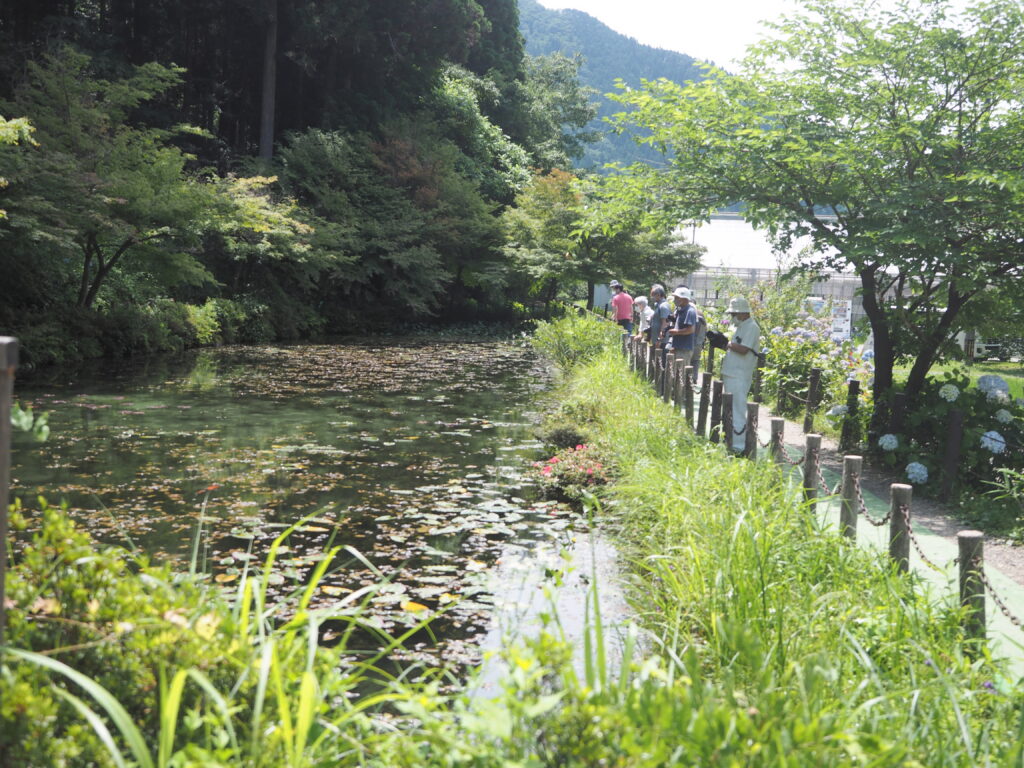 板取村のモネの池