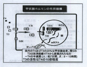 甲状腺ホルモン作用機序